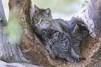 wildcat with babies