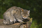 sitting Wildcat