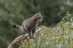 standing Wildcat