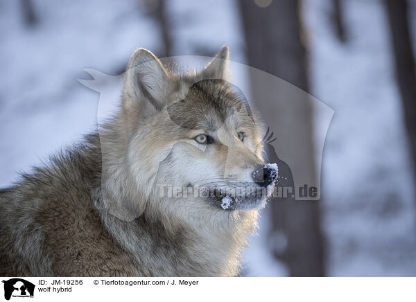 Wolfshybrid / wolf hybrid / JM-19256