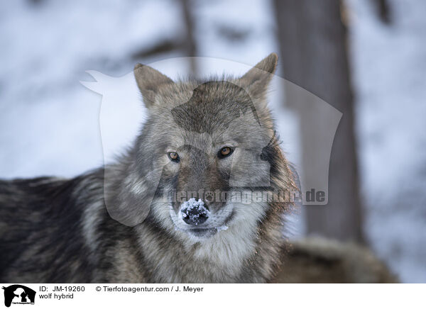 Wolfshybrid / wolf hybrid / JM-19260