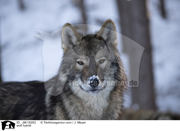 Wolfshybrid / wolf hybrid / JM-19262