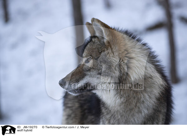 Wolfshybrid / wolf hybrid / JM-19270