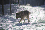 wolf hybrid