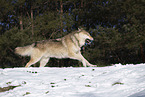 wolf hybrid