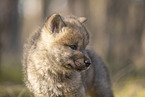wolf hybrid cub