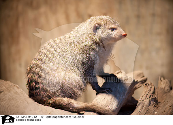 banded mongoose / MAZ-04012