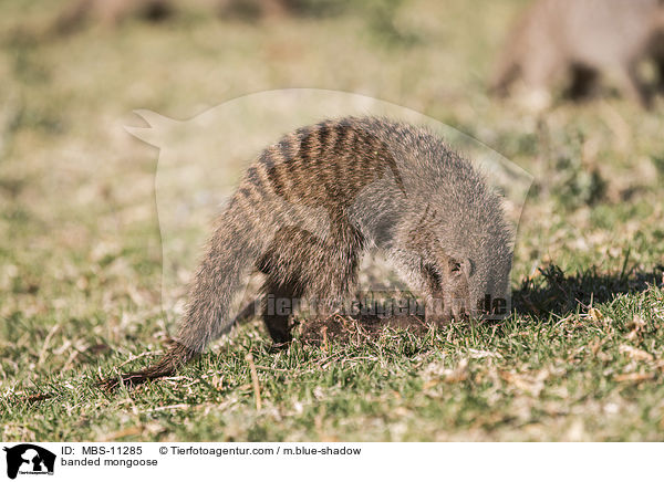 banded mongoose / MBS-11285