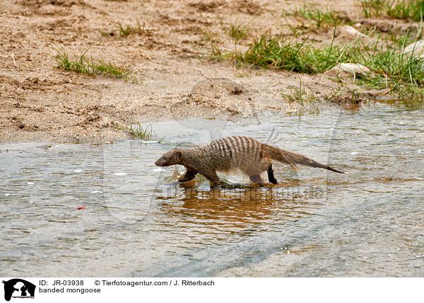 banded mongoose / JR-03938