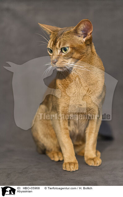 Abyssinian / HBO-05968