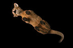 Abessinier Kitten from below