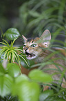 Abyssinian kitten