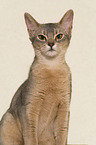 adult Abyssinian