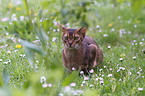adult Abyssinian