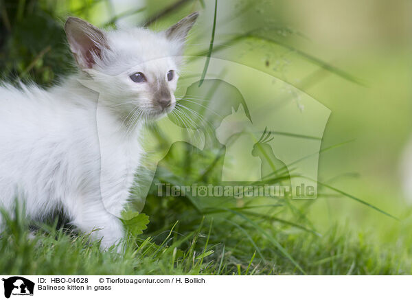 Balinese kitten in grass / HBO-04628