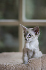 Balinese kitten