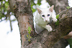 white Balinese on tree