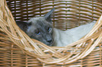 lying Balinese Cat