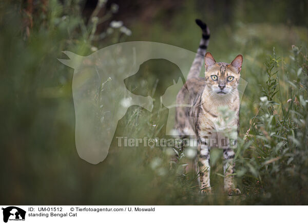 standing Bengal Cat / UM-01512