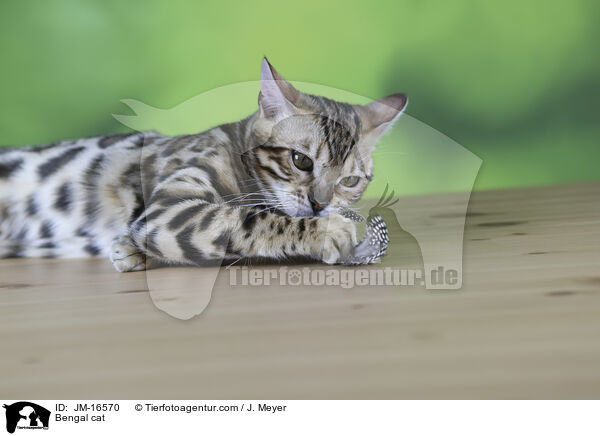 Bengal cat / JM-16570