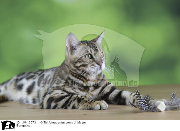 Bengal cat / JM-16573