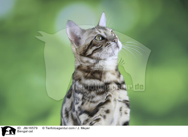 Bengal cat / JM-16579