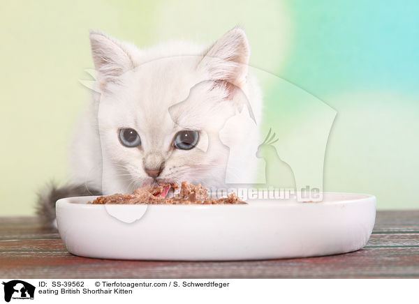 eating British Shorthair Kitten / SS-39562