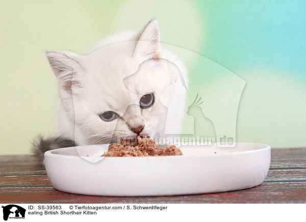 eating British Shorthair Kitten / SS-39563