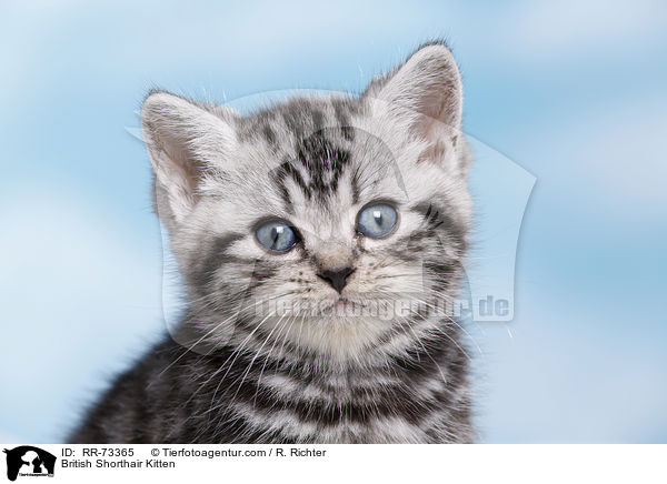 British Shorthair Kitten / RR-73365