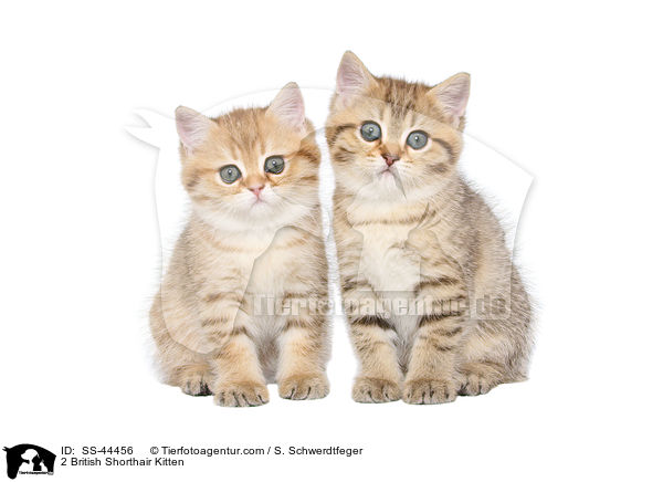 2 British Shorthair Kitten / SS-44456