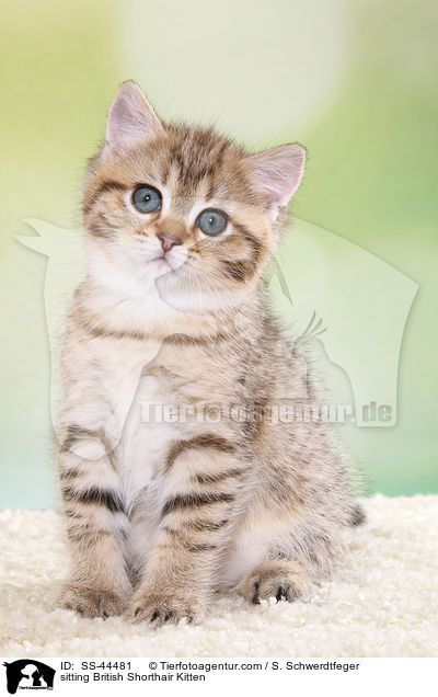 sitting British Shorthair Kitten / SS-44481