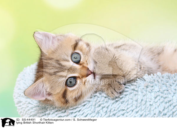 lying British Shorthair Kitten / SS-44491