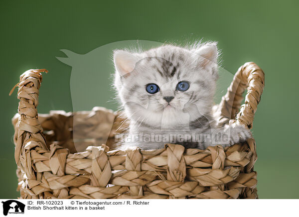 British Shorthait kitten in a basket / RR-102023