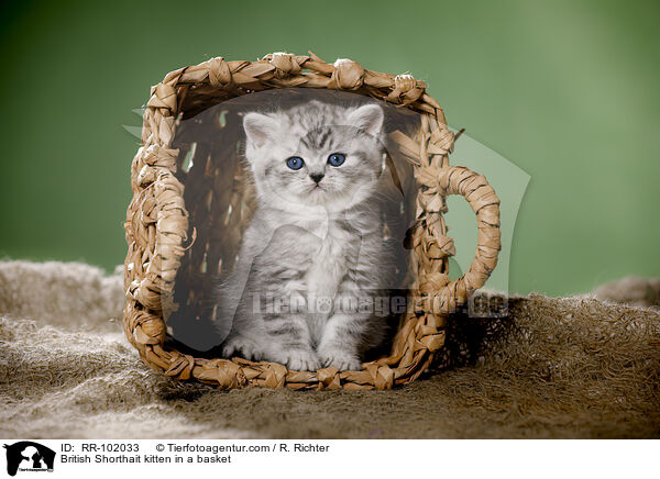 British Shorthait kitten in a basket / RR-102033