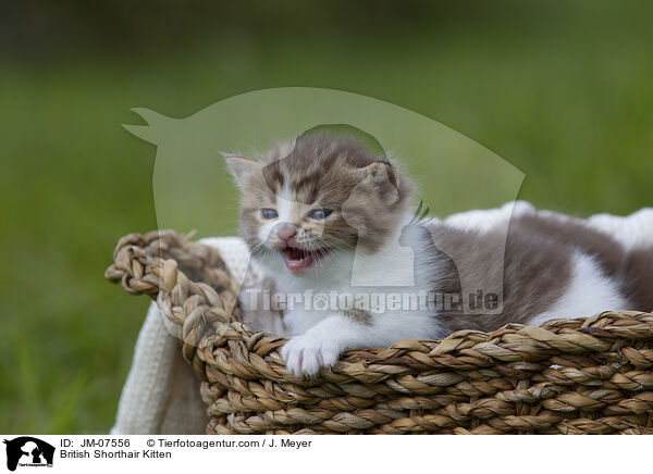 Britisch Kurzhaar Ktzchen / British Shorthair Kitten / JM-07556