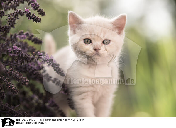 British Shorthair Kitten / DS-01630