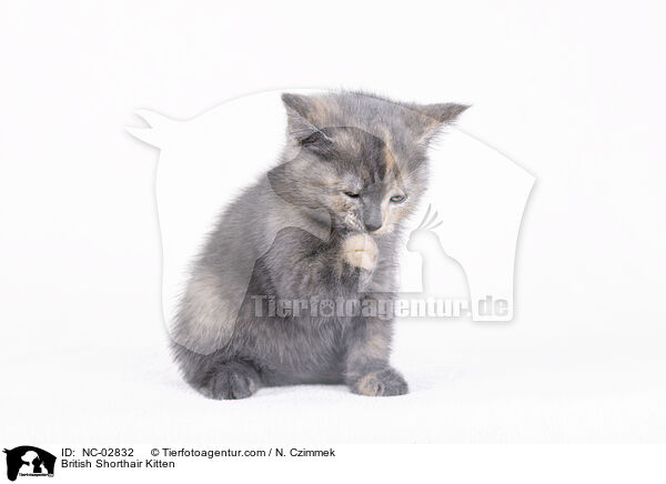 British Shorthair Kitten / NC-02832