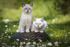 2 British Shorthair Kitten in the countryside