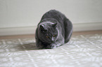 British Shorthair whets claws on carpet