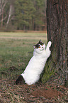 British Shorthair scratches the tree