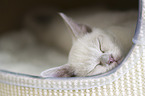 sleeping Burmese Cat