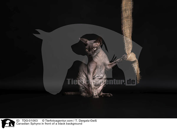 Canadian Sphynx in front of a black background / TDG-01063