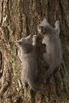 Chartreux kitten climbing tree