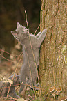 Chartreux kitten climbing tree