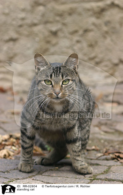 stehende Katze / standing cat / RR-02804