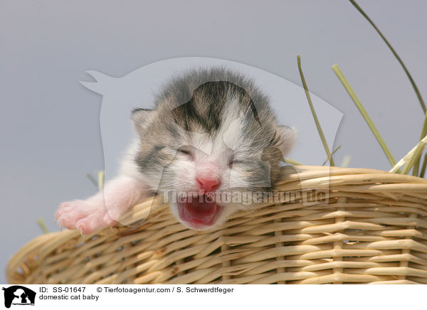 Hauskatze Baby / domestic cat baby / SS-01647