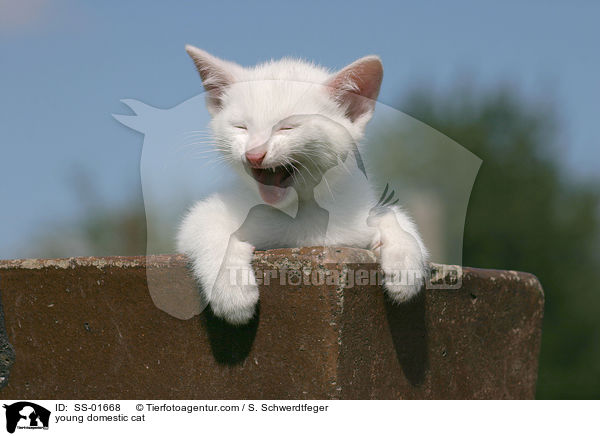 junge Hauskatze / young domestic cat / SS-01668