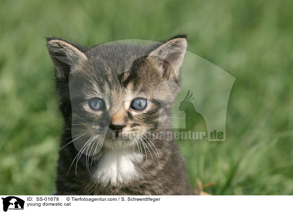junge Hauskatze / young domestic cat / SS-01678