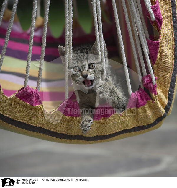 Hauskatze Ktzchen / domestic kitten / HBO-04958