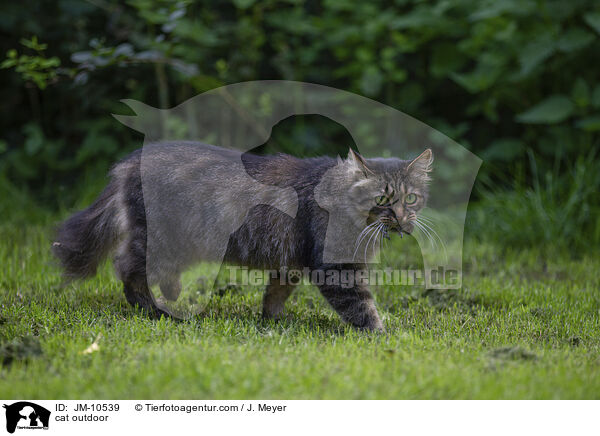 Katze drauen / cat outdoor / JM-10539